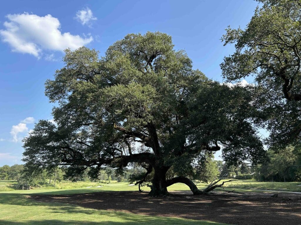 the fallen oak at fallen oak golf course